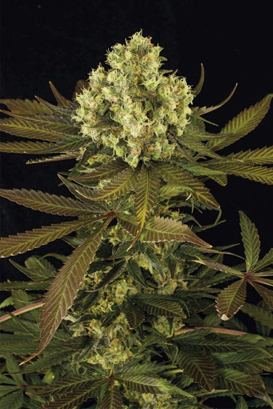 SOUR BLUEBERRY STRAIN - SeedySide