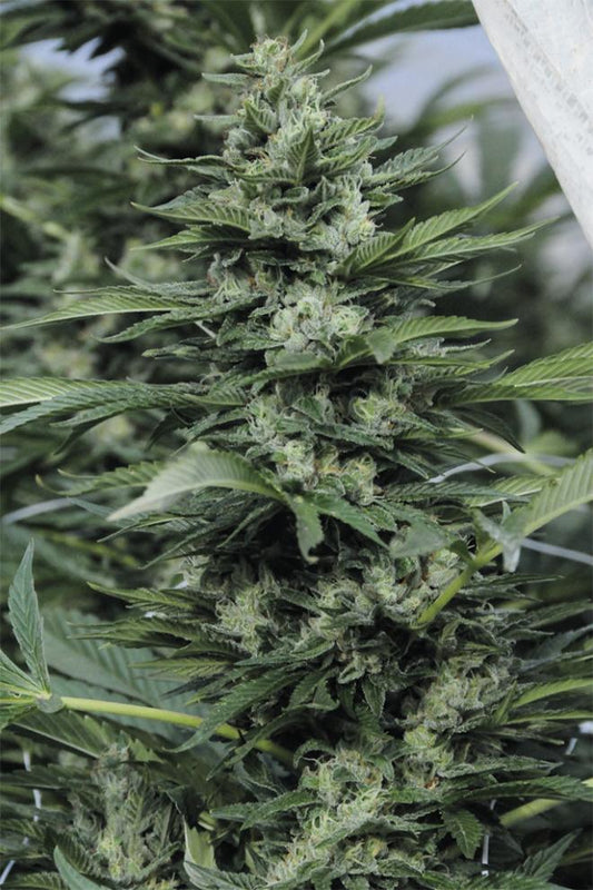 SOUR DIESEL 2 REGULAR STRAIN - SeedySide