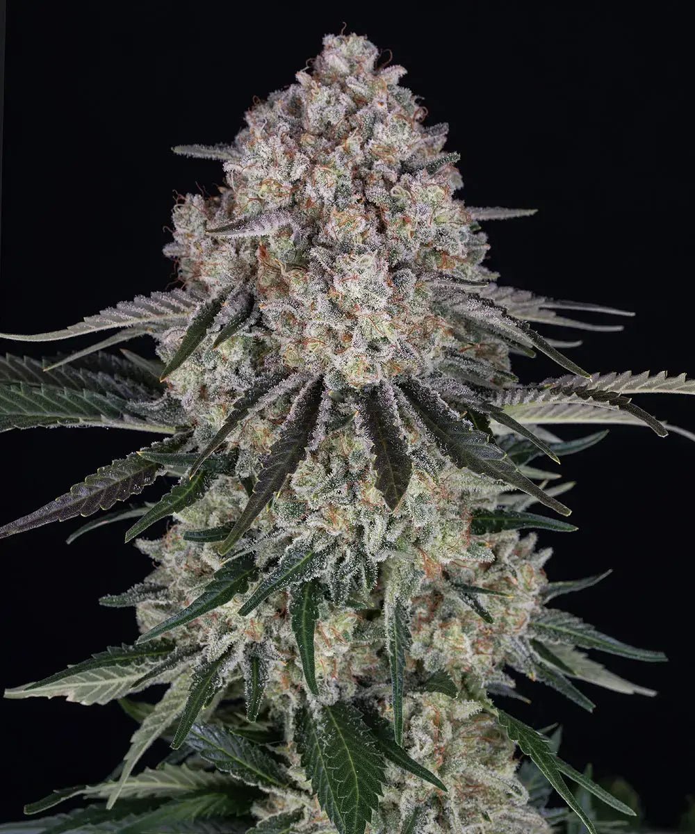 SOUR DIESEL AUTO STRAIN - SeedySide