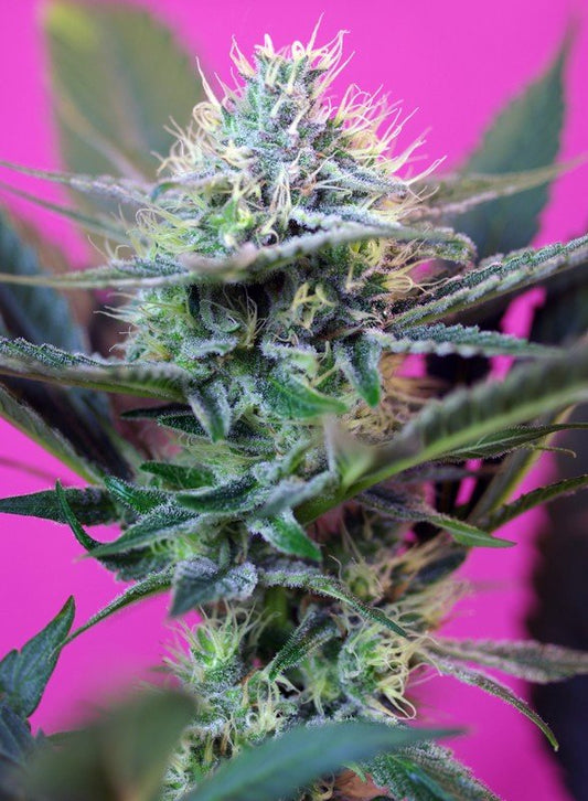 SPEED AUTO STRAIN - SeedySide
