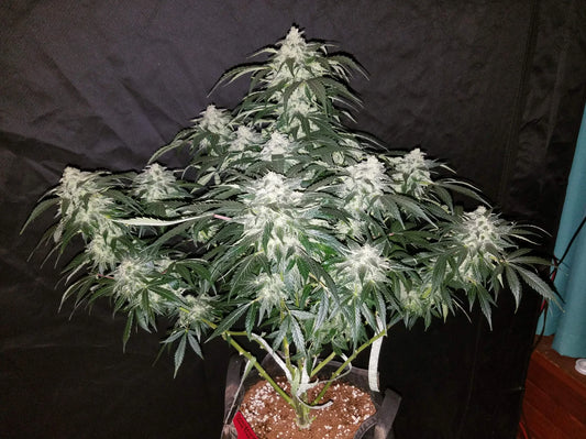 STARDAWG AUTO STRAIN