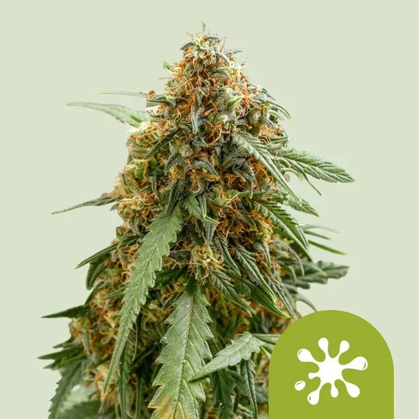 STICKY QUEEN AUTO STRAIN - SeedySide