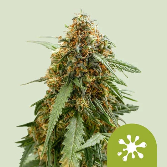 STICKY QUEEN AUTO STRAIN - SeedySide
