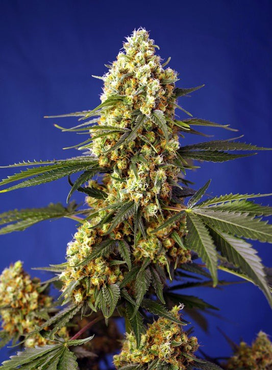 STRAWBERRY BANANA GELATO XL AUTO STRAIN - SeedySide