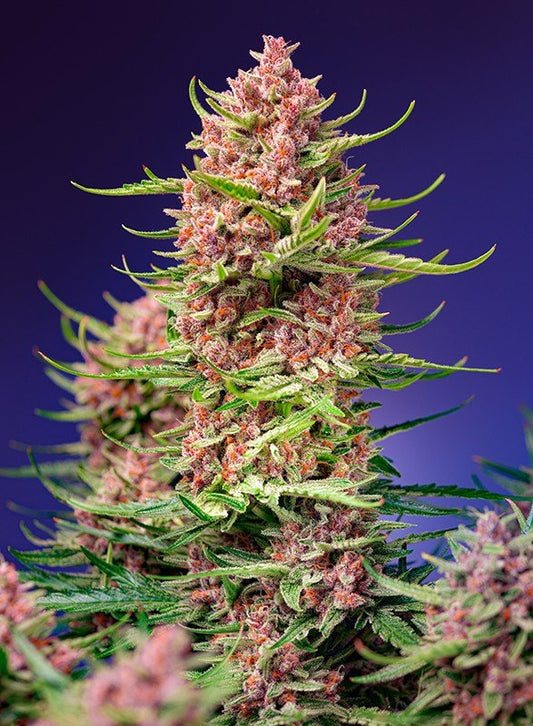 STRAWBERRY COLA SHERBET F1 FAST VERSION STRAIN - SeedySide