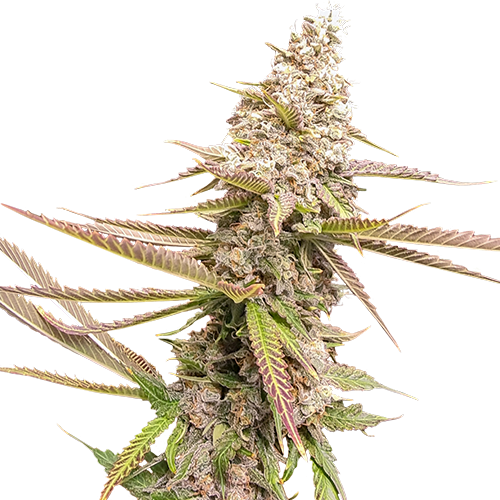 STRAWBERRY COOKIES STRAIN - SeedySide