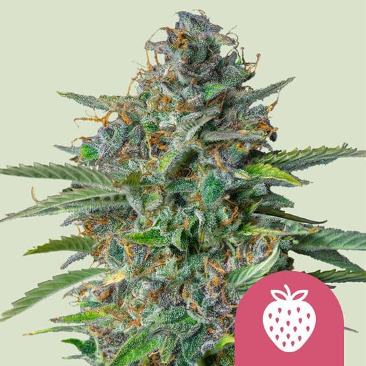 STRAWBERRY COUGH STRAIN - SeedySide