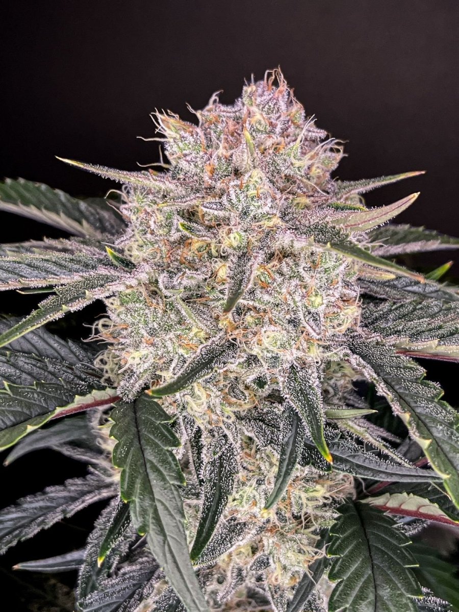 STRAWBERRY GORILLA AUTO STRAIN - SeedySide