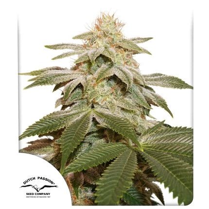 SUGAR BOMB PUNCH STRAIN - SeedySide