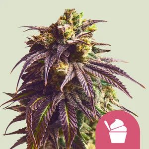 SUNDAE DRIVER STRAIN - SeedySide