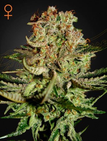 SUPER BUD: BIG BUD X SKUNK STRAIN - SeedySide