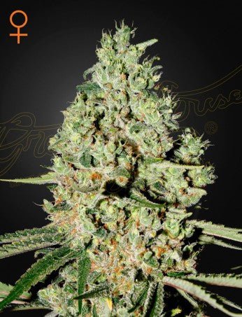 SUPER CRITICAL: BIG BUD X SKUNK X WHITE WIDOW STRAIN - SeedySide