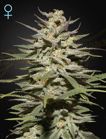 SUPER LEMON HAZE AUTO CBD STRAIN - SeedySide