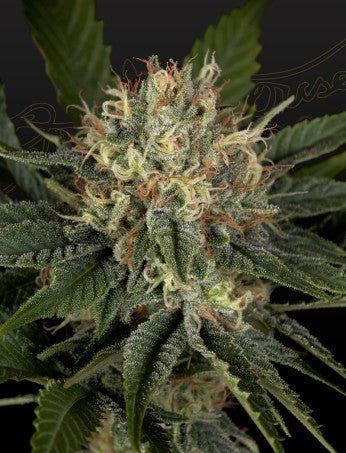 SUPER LEMON HAZE X BANANA PUNCH STRAIN - SeedySide