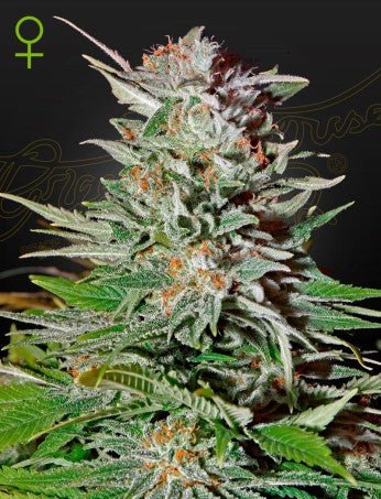 SUPER LEMON HAZE X RUDERALIS AUTO STRAIN - SeedySide