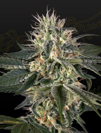 SUPER LEMON HAZE X STRAWBERRY BANANA X BUBBA KUSH STRAIN - SeedySide