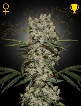 SUPER SILVER HAZE: SKUNK X NORTHERN LIGHTS X HAZE STRAIN - SeedySide