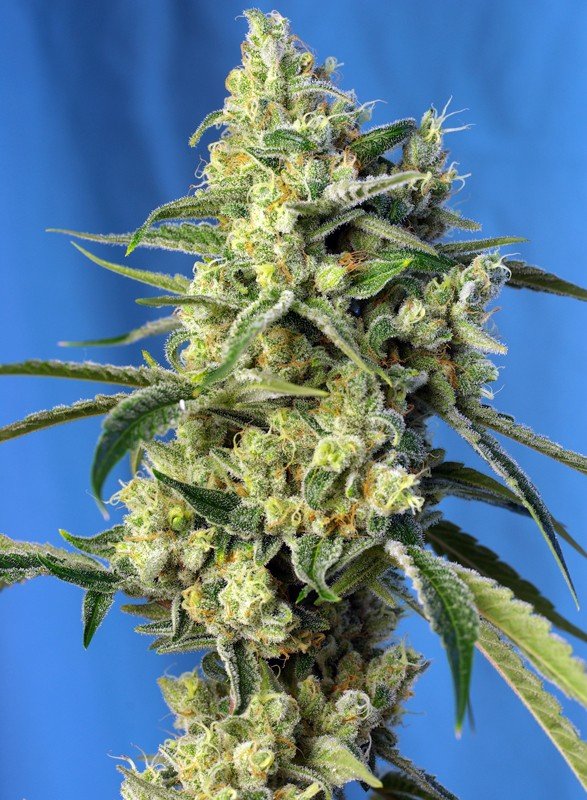 SWEET AMNESIA HAZE STRAIN - SeedySide