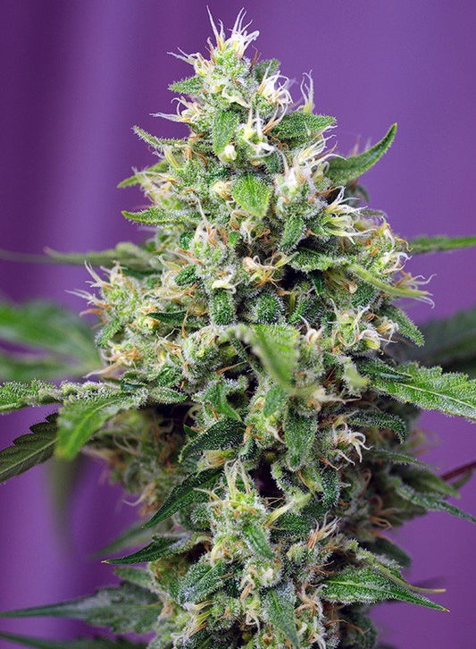 SWEET AMNESIA HAZE XL AUTO STRAIN - SeedySide