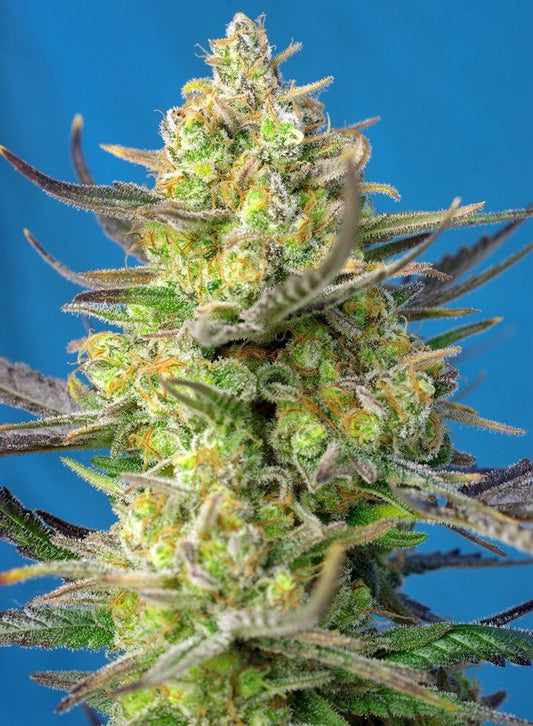 SWEET CHEESE XL AUTO STRAIN - SeedySide