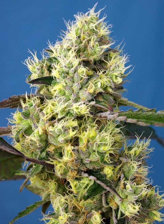SWEET GELATO AUTO STRAIN - SeedySide
