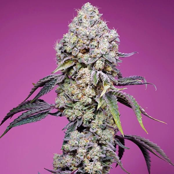SWEET MANDARINE ZKITTLEZ F1 FAST VERSION STRAIN - SeedySide