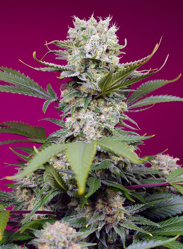 SWEET MANDARINE ZKITTLEZ XL AUTO STRAIN - SeedySide