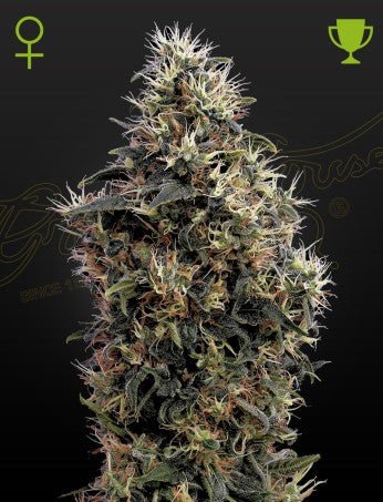 SWEET MANGO: MANGO X BIG BANG AUTO STRAIN - SeedySide