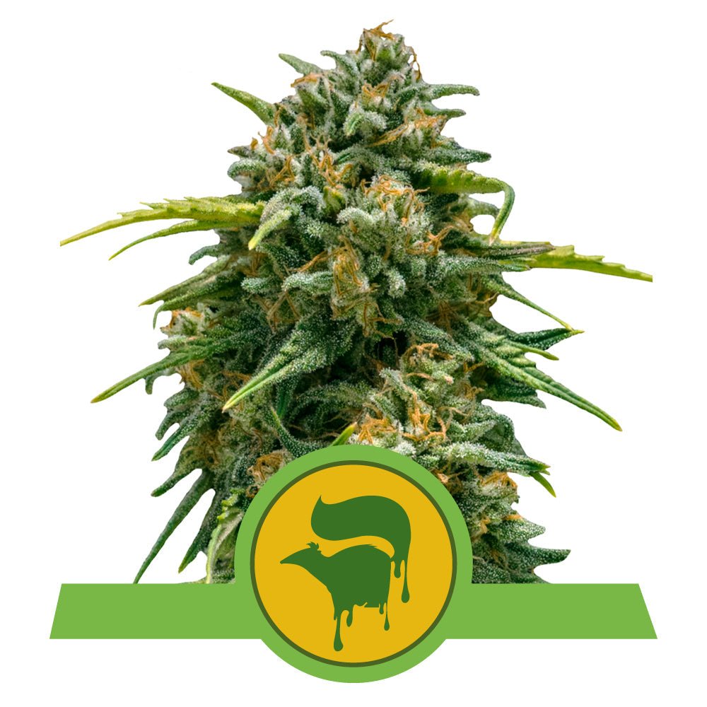 SWEET SKUNK AUTO STRAIN - SeedySide