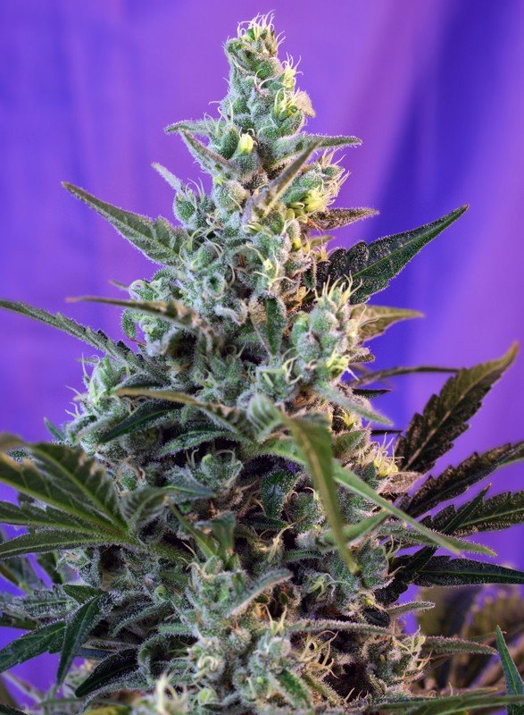 SWEET SKUNK F1 FAST VERSION STRAIN - SeedySide