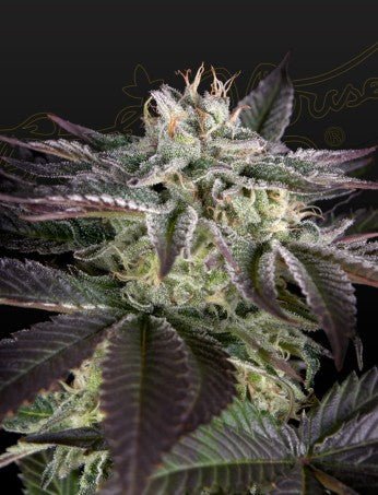 SWEET VALLEY KUSH X AMNESIA X DOSIDOS STRAIN - SeedySide