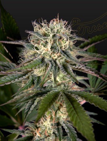 SWEET VALLEY KUSH X SWAZILAND STRAIN - SeedySide