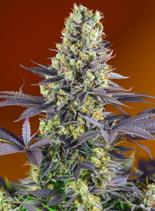 SWEET ZENZATION STRAIN - SeedySide