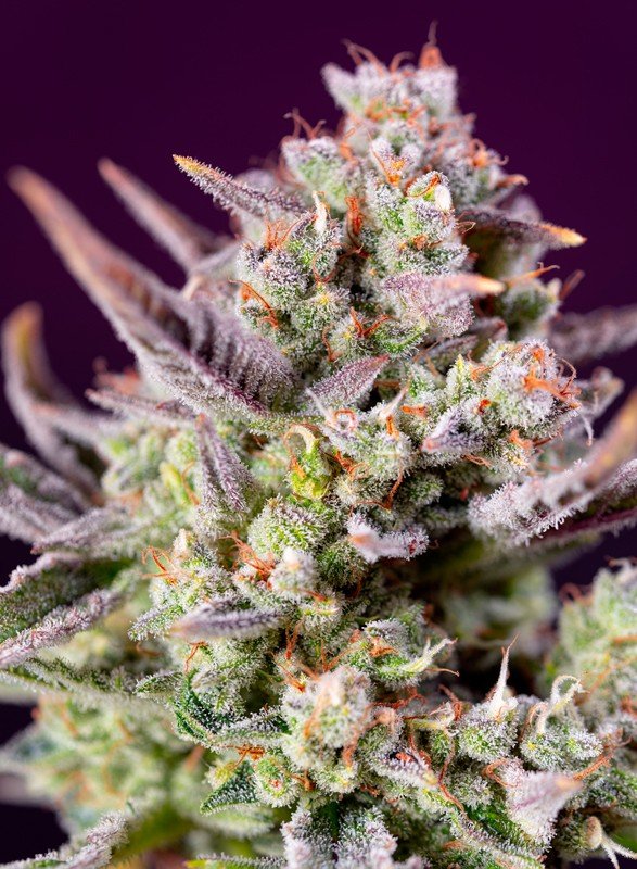SWEET ZENZATION XL AUTO STRAIN - SeedySide