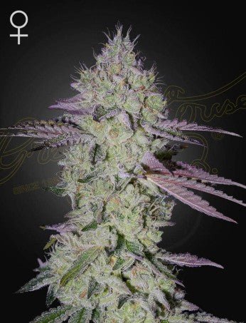 TARTE TATIN: CARAMEL APPLE GELATO X KING'S TART STRAIN - SeedySide
