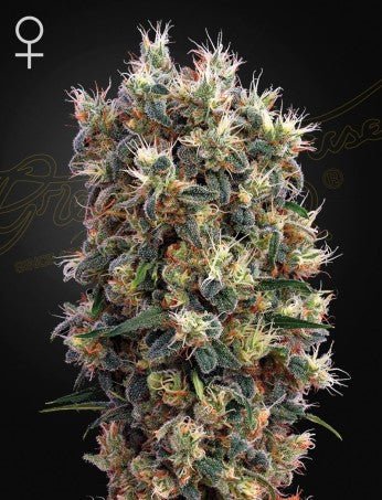 THE CHURCH: SWISS SATIVA X SUPER SKUNK X NORTHERN LIGHTS STRAIN - SeedySide