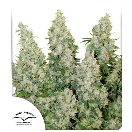 THINK DIFFERENT AUTO STRAIN - SeedySide