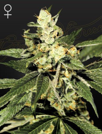 TRAIN WRECK STRAIN - SeedySide
