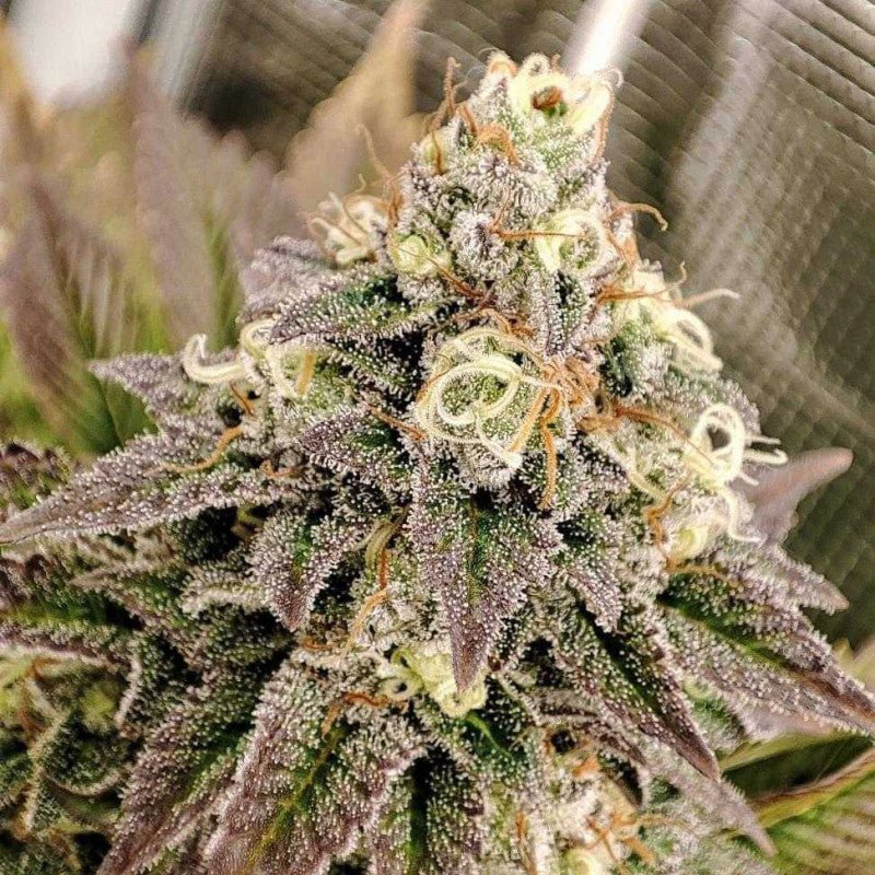 TROPICAL TANGIE STRAIN - SeedySide