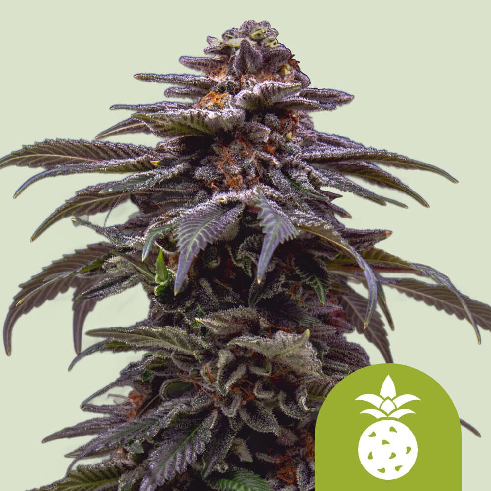 TROPICANA COOKIES PURPLE AUTO STRAIN - SeedySide