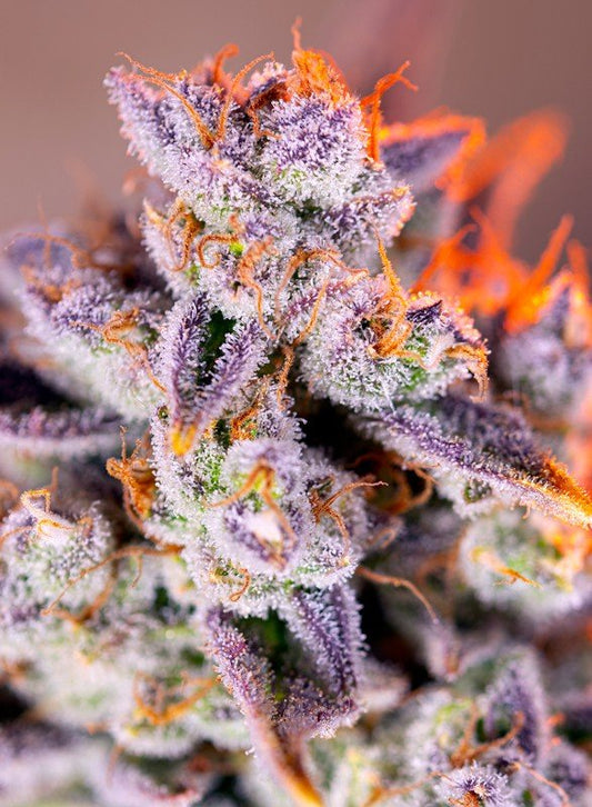 TROPICANA POISON XL AUTO STRAIN - SeedySide