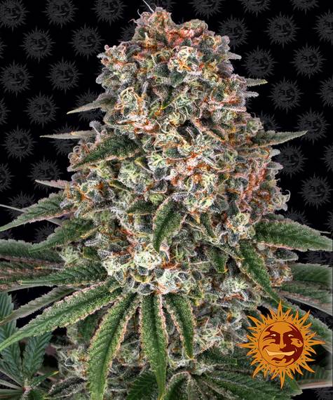 TROPICANNA BANANA STRAIN - SeedySide