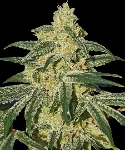 VANILLA KUSH STRAIN - SeedySide