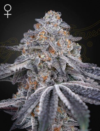 VELVET MOON: DOSIDOS X HOLY PUNCH STRAIN - SeedySide