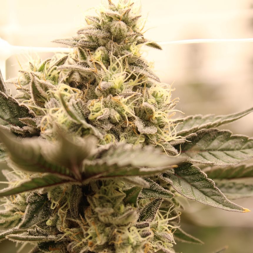 WAPANGA STRAIN - SeedySide