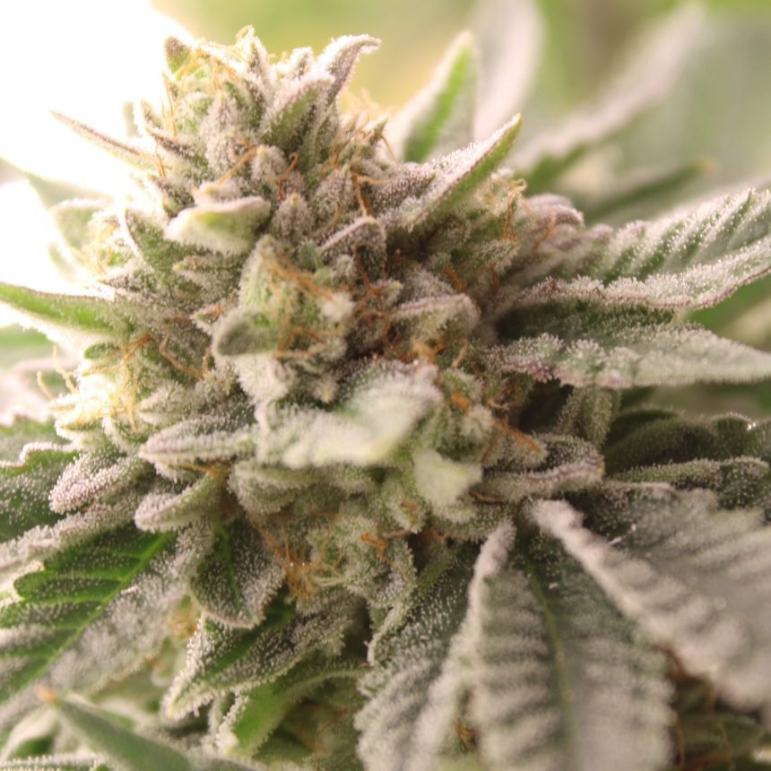 WATERMELON Z2.0 STRAIN - SeedySide