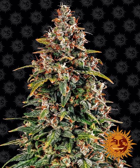 WATERMELON ZKITTLEZ AUTO STRAIN - SeedySide