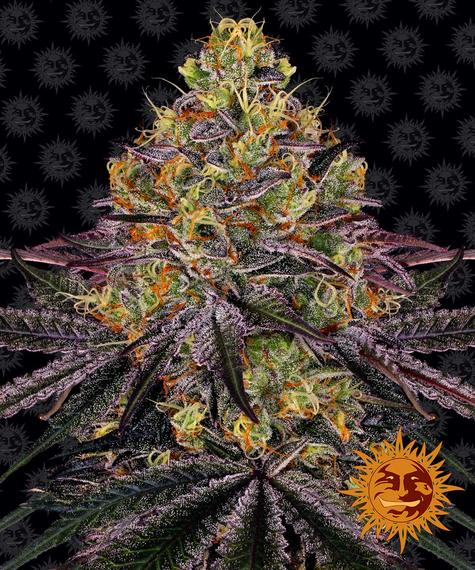 WATERMELON ZKITTLEZ STRAIN - SeedySide