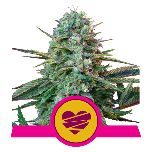 WEDDING CRASHER STRAIN - SeedySide