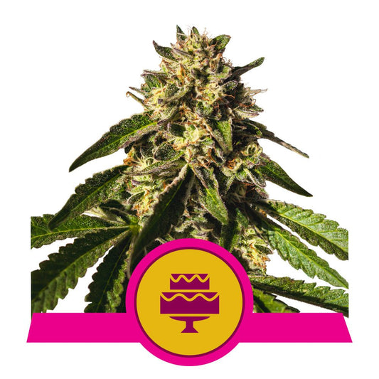WEDDING GELATO STRAIN - SeedySide